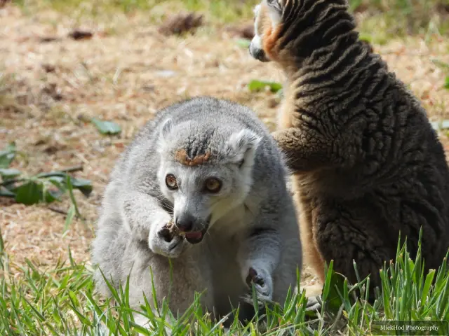 A ring-tailed lemur pauses with food in its hands.