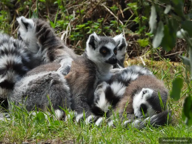 A ring-tailed lemur looks out from beneath the surrounding foliage.