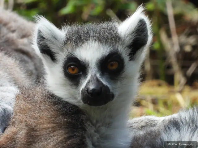 A ring-tailed lemur sits in the grass, its striped tail partly visible.