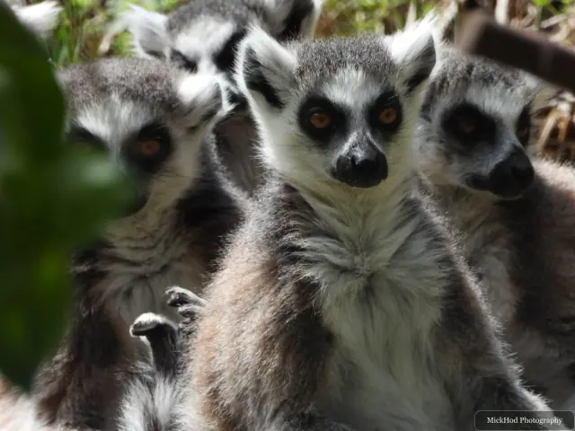 A ring-tailed lemur rests with another lemur close by.
