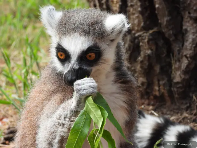 A ring-tailed lemur nibbles a leafy stem in a close-up view.