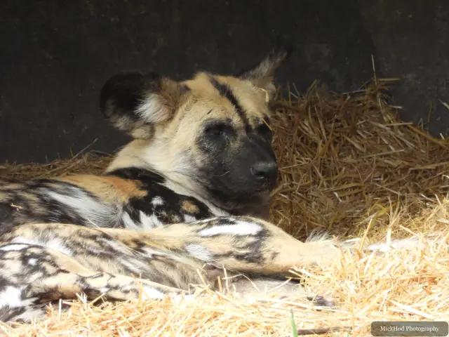 An African painted dog rests on straw, its mottled coat visible in the den.