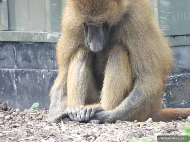 A seated gelada is shown from behind, with its long, shaggy coat filling the frame.
