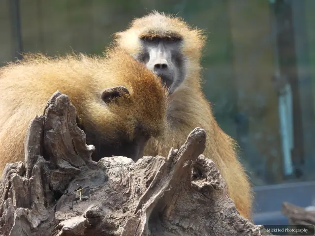 A gelada sits on a tree stump while another watches from behind.