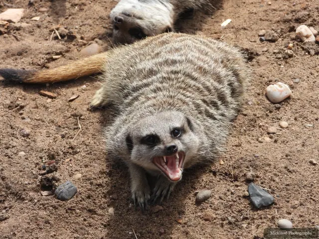 A meerkat stands alert on the earth with its mouth open.