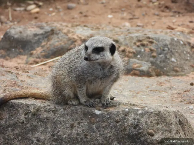 A meerkat sits upright on a rock and scans its surroundings.