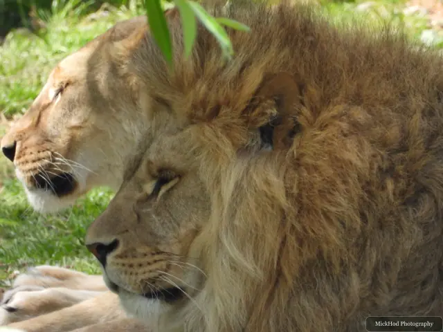 A male lion rests beside a lioness in the shade.