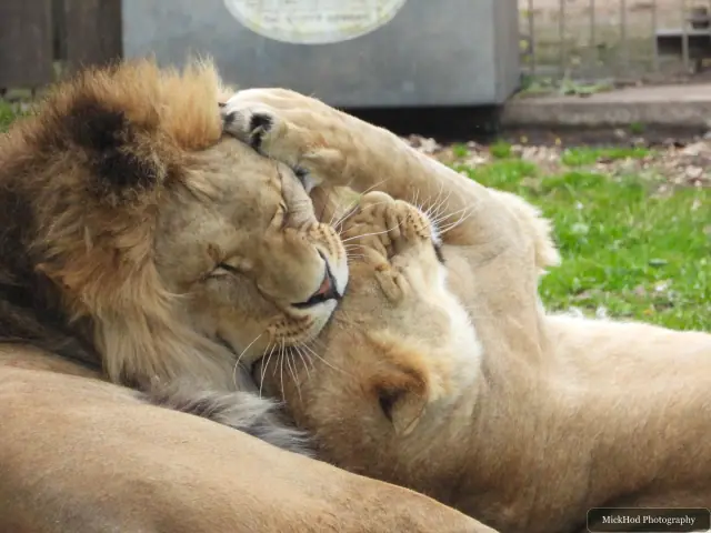 Two lions lie together, resting in the enclosure.