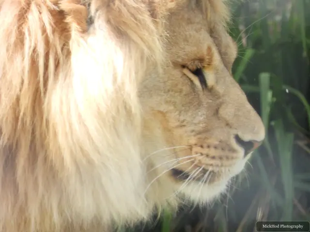 A close portrait shows a male lion’s face and mane.