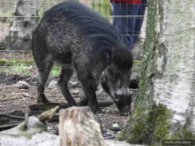 A dark-coated Visayan warty pig forages among branches and leaf litter.