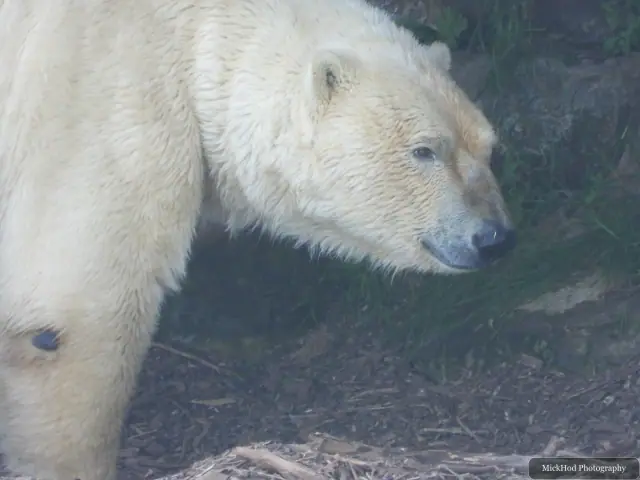 A polar bear walks beside the pool, its pale coat reflected in the water.