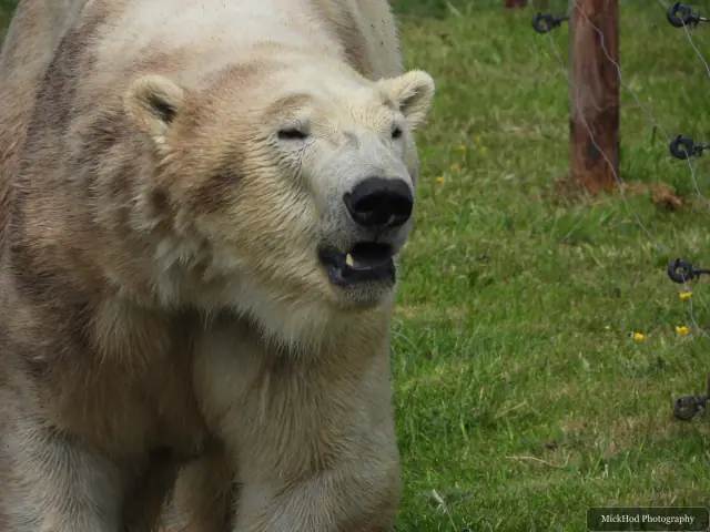 A polar bear approaches across the grass with its head lowered.