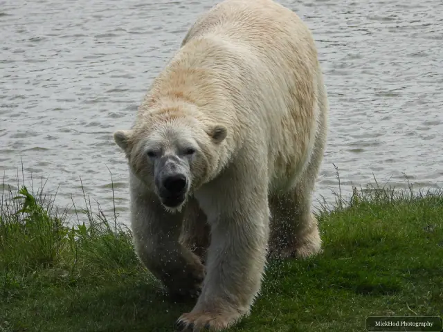 A polar bear walks along the edge of the enclosure.