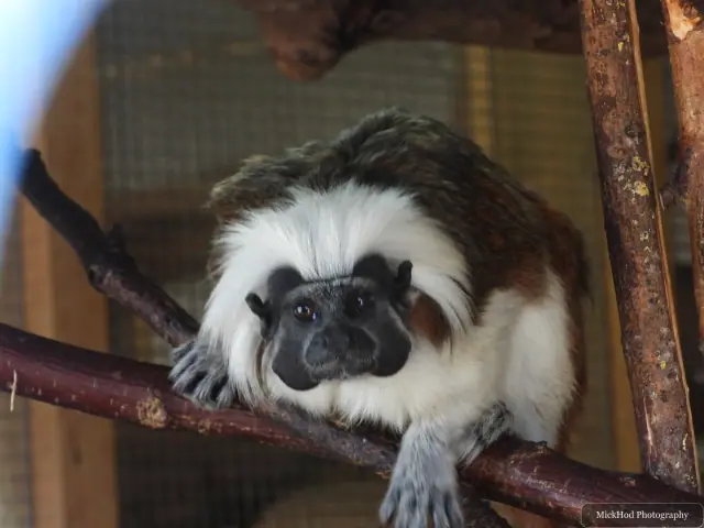 A cotton-top tamarin rests on a branch, its white crest framing its face.
