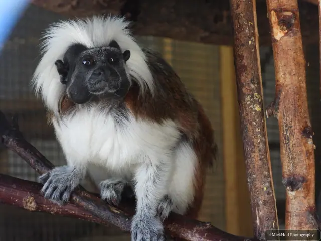 A cotton-top tamarin looks towards the camera from its perch.