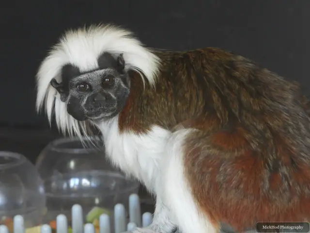 A cotton-top tamarin pauses on a branch, showing its white crest and russet back.