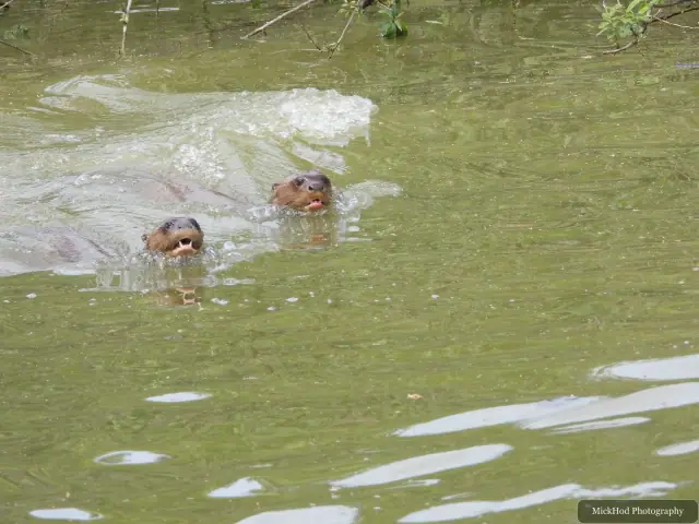 Giant otters swim through the enclosure pool, with their heads just above the surface.