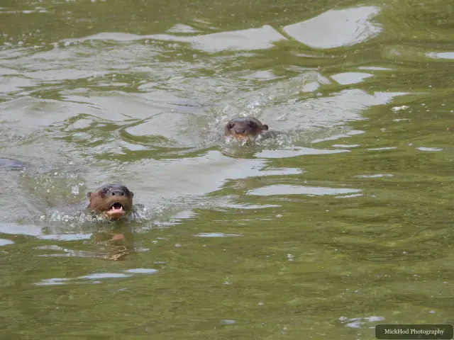 A giant otter swims across the water, leaving ripples behind it.
