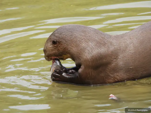 A giant otter floats at the surface while handling food with its paws.