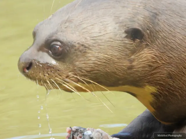 A close-up shows a giant otter’s pale muzzle and long whiskers.