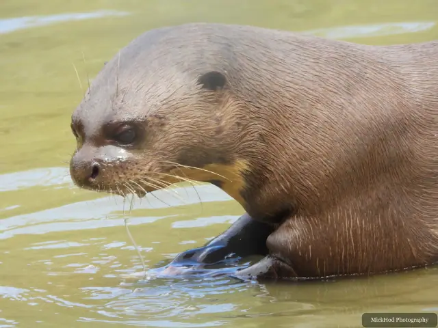 A giant otter rests at the water’s edge, its wet fur catching the light.