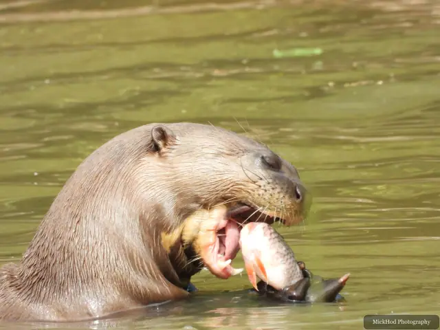 A giant otter holds and eats a fish while floating in the pool.