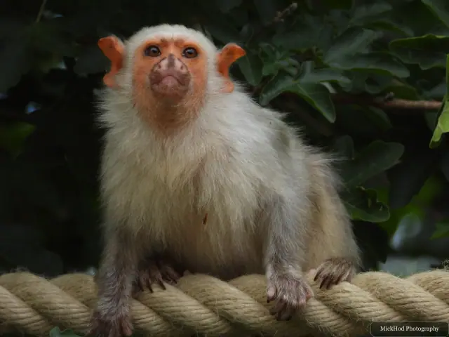 A silvery marmoset looks towards the camera from a rope in the leafy enclosure.