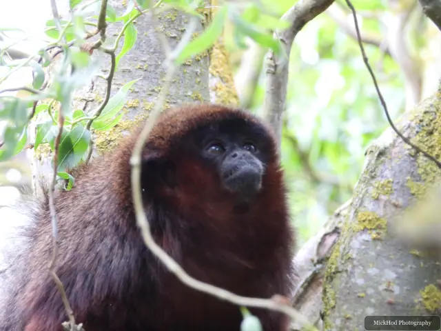 A coppery titi monkey sits among the branches, its reddish-brown coat visible against the foliage.
