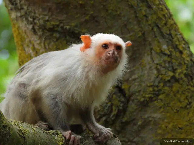A silvery marmoset pauses beside a tree trunk.
