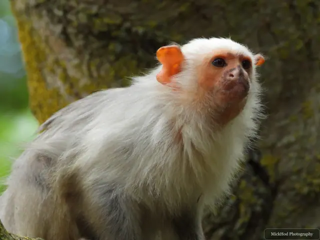 A silvery marmoset looks upward from a branch beside the tree.