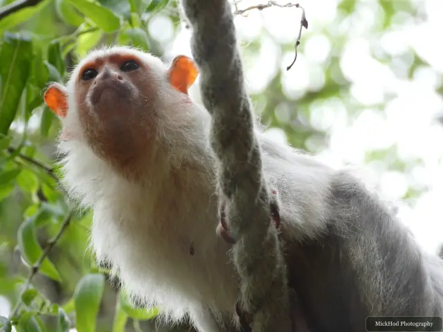 A silvery marmoset peers through the foliage from behind a branch.