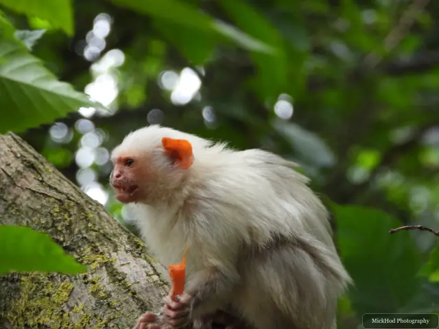 A silvery marmoset moves beside a tree trunk in the leafy enclosure.