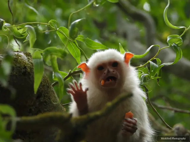 A silvery marmoset reaches between branches and leaves.