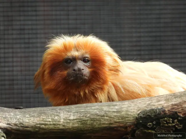 A golden lion tamarin rests on a branch, its bright orange mane in the sunlight.