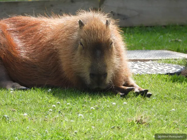 A capybara lies stretched out on the grass, resting in the sunshine.