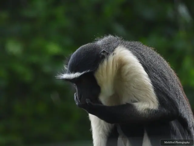 A Roloway monkey sits among the branches, its long white beard and contrasting coat visible.