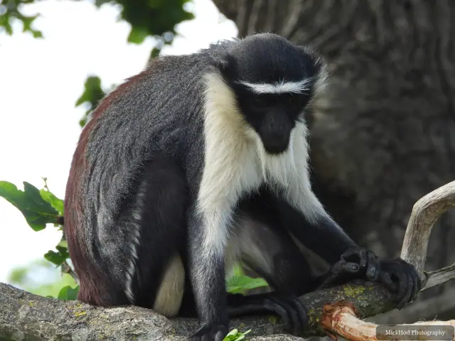 A Roloway monkey sits upright on a branch in the leafy enclosure.