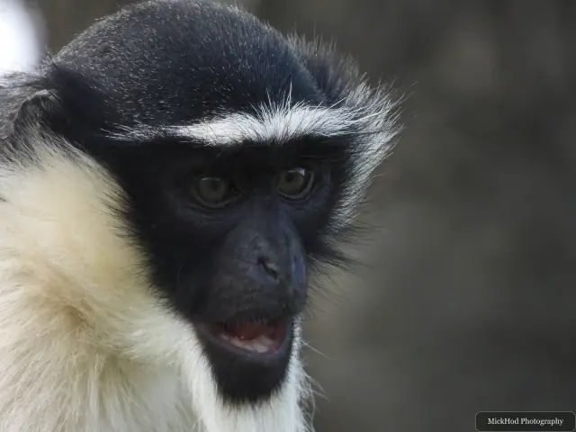 A close portrait shows a Roloway monkey’s dark face and white facial markings.