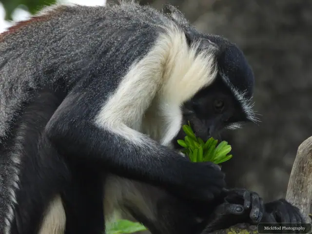 A Roloway monkey reaches for leaves while perched among the branches.
