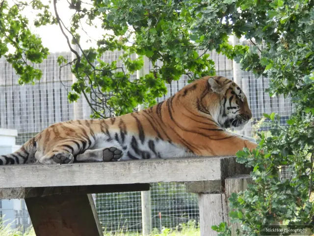 An Amur tiger stretches out on a raised platform in the enclosure.