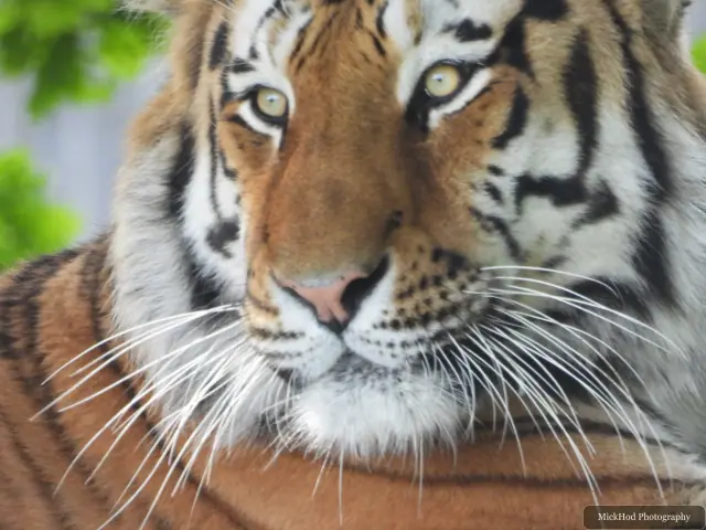 A close portrait shows an Amur tiger’s face and striped coat.