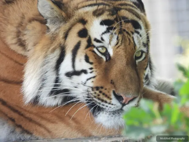 An Amur tiger looks towards the camera from its resting place.