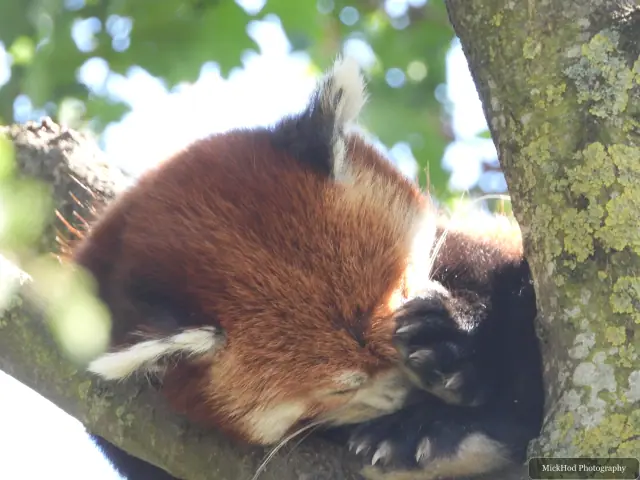 A red panda rests among the branches, partly shaded by the leaves.