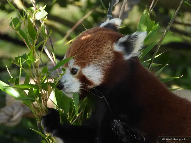 A red panda climbs through the leafy branches, its bushy tail visible behind it.