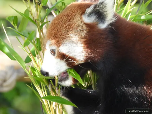 A red panda feeds on leaves while perched among the branches.
