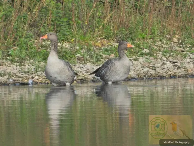 Greylag Goose