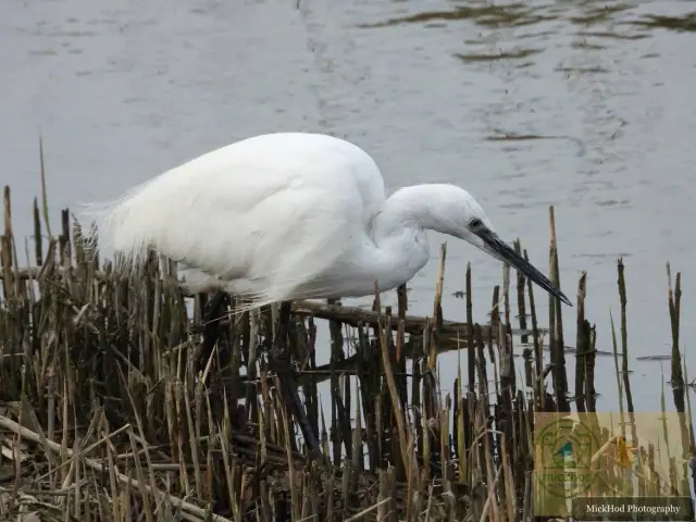 Little Egret