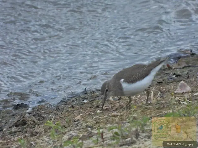 Common Sandpiper