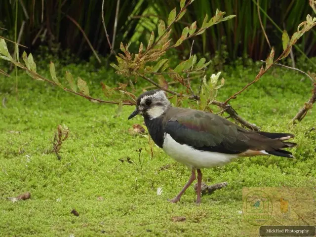 Northern Lapwing