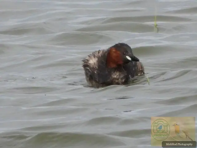 Little Grebe
